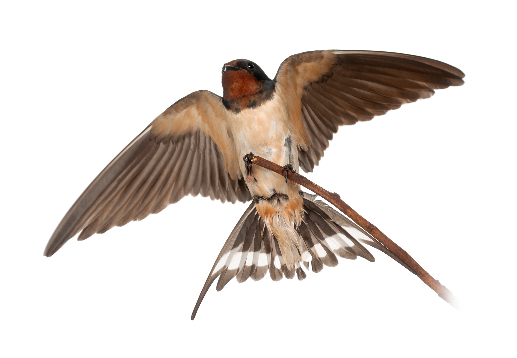 Barn Swallow, Hirundo rustica, perching against white background
