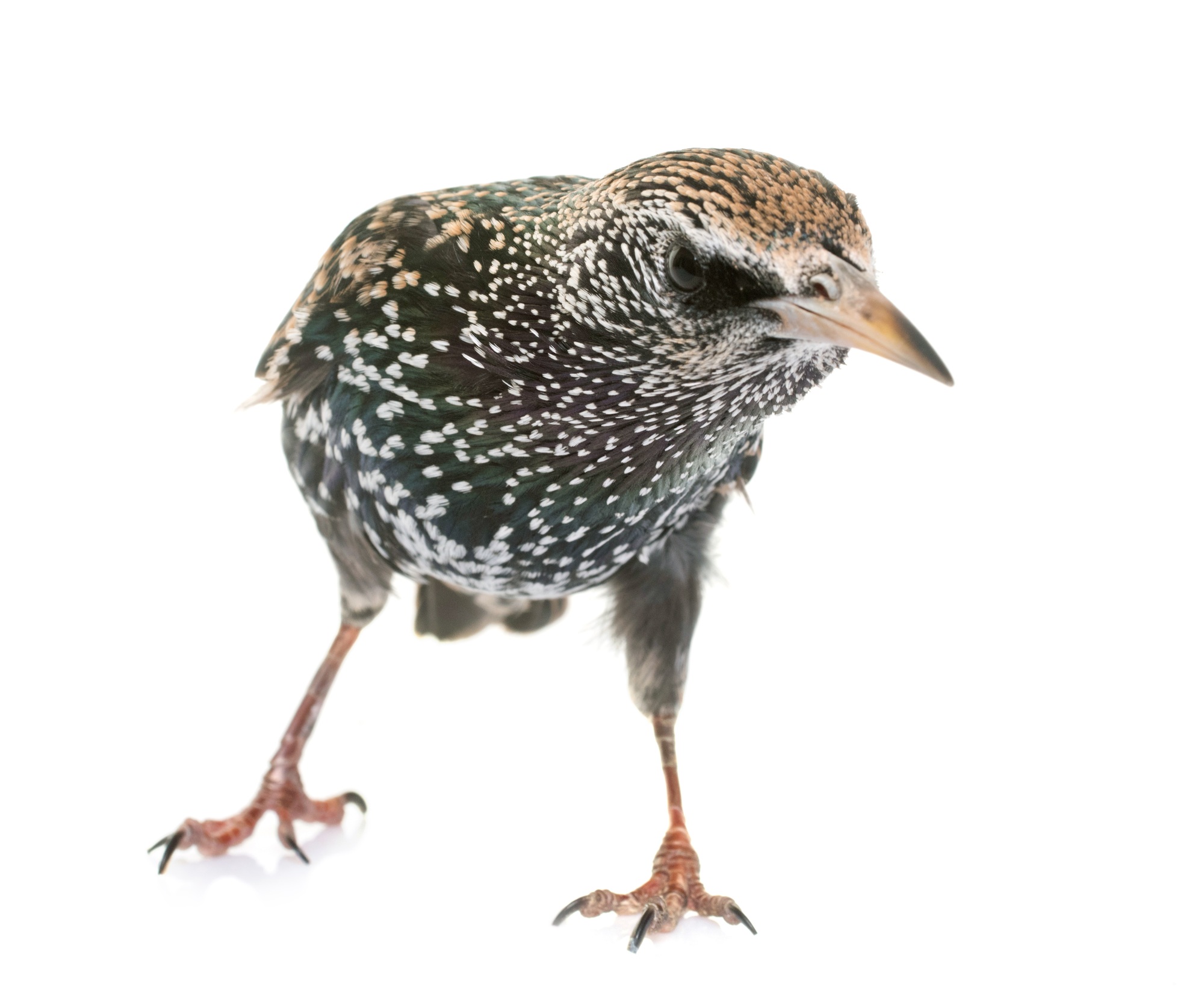 Common starling in studio