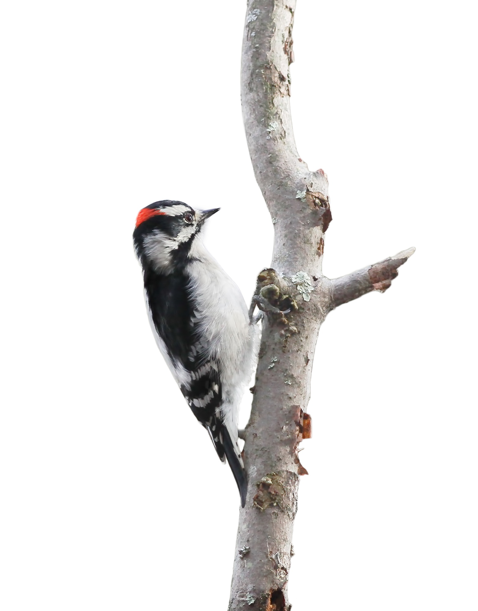 Downy Woodpecker