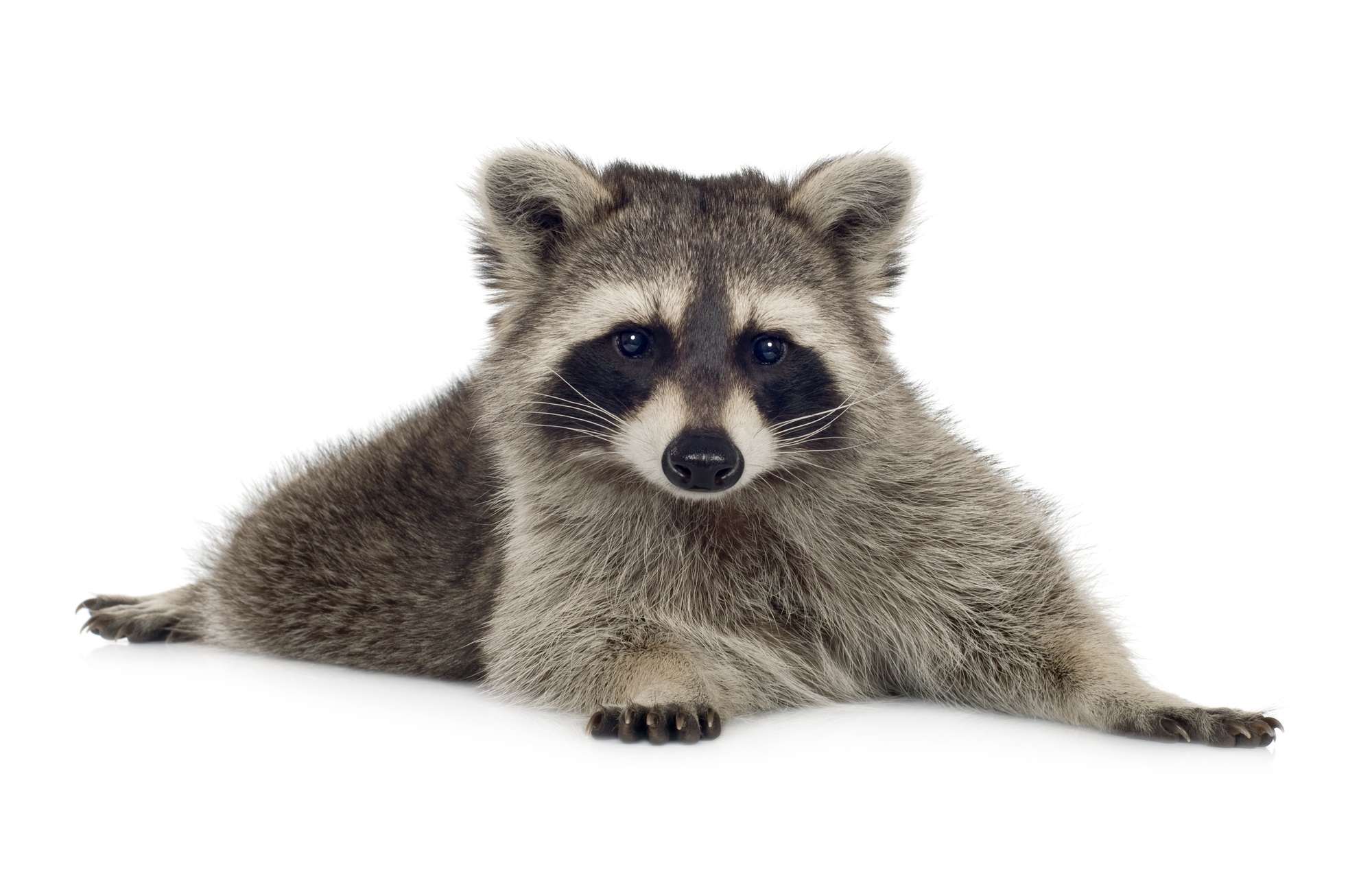 raccoon (9 months) - Procyon lotor