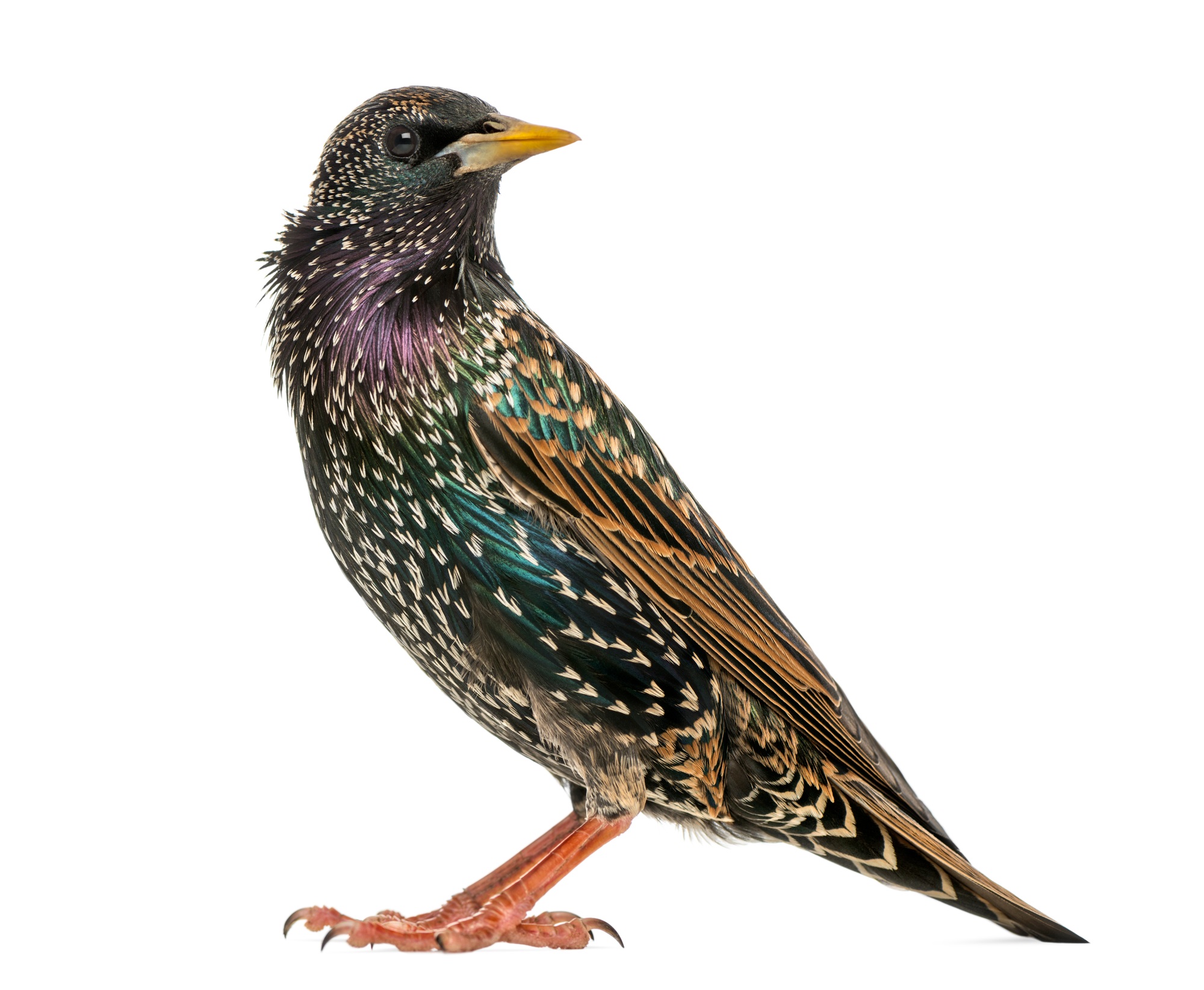 Side view of a Common Starling, Sturnus vulgaris, isolated on white
