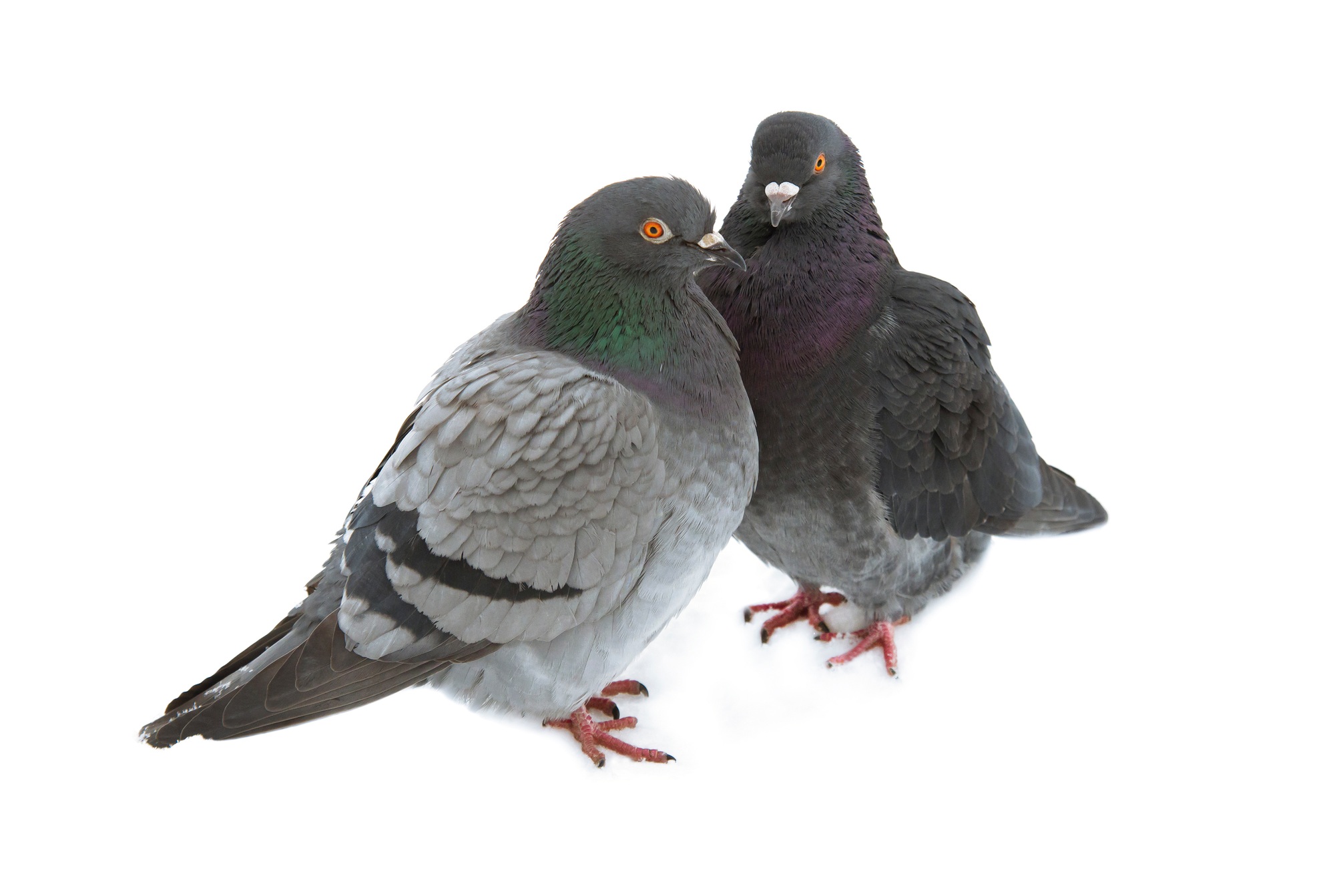 two pigeon